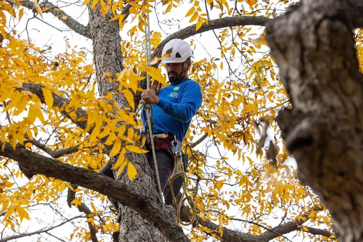 Skilled Tree Planing crew working in Geneva